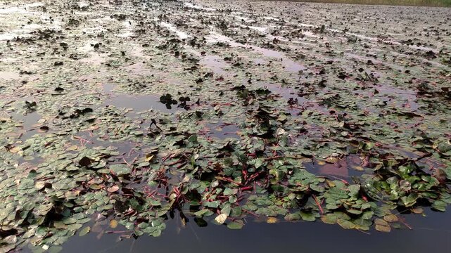 water chestnut farming in pond with boat | water chestnut farming in india 
