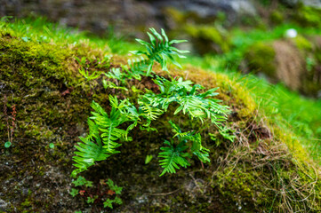 Green ferns growing on a moss covered rock