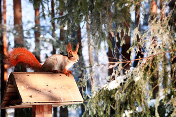 A cute, cuddly squirrel sits on a feeding trough in a snowy winter forest. People in parks help squirrels survive the harsh winter by leaving treats of nuts and seeds in the forest.