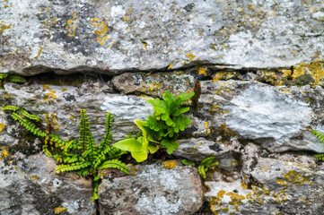 Ferns and lichen growing on an ancient stone wall