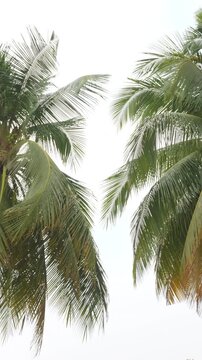 Tropical beach palm leaves coconut trees on white background, palm fronds swaying in wind nature frame border summer background.