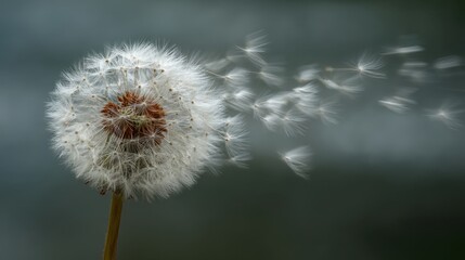 A dandelion stands tall in the park its seeds dispersing as a breeze blows through. The setting captures the natural movement of seeds floating away on a sunny day.