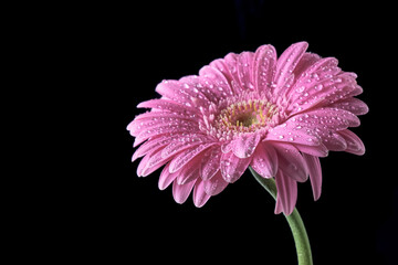 Natural pink gerbera daisy with sparkling water droplets, photographed from a side angle against a deep black background, soft highlighting curved petals and green stem