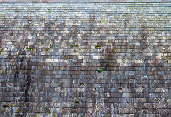 Ferns and lichen growing on an ancient slate roof