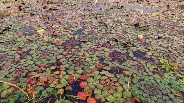 water chestnut farming in pond with boat | water chestnut farming in india 