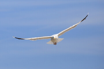 M&ouml;we im Flug (von hinten)