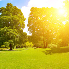 Beautiful trees and green bright green grass on meadow in park. Sunrise.