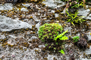 Plants growing in a harsh rocky limestone environment