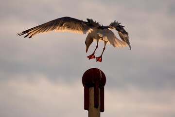 M&ouml;we im Landeanflug mit Gegenlicht w&auml;hrend Sonnenuntergang