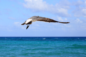 M&ouml;we (von hinten) im Flug &uuml;ber sch&ouml;nem Meer