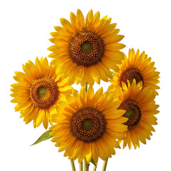 Cluster of Five Bright Yellow Sunflowers summer isolated on a transparent background