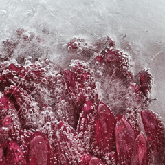 Macro photograph of frozen deep red and burgundy chrysanthemum flower encased in clear ice, with a bright neon green battery symbol highlighted in the center