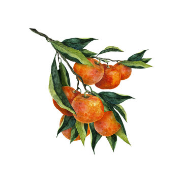 Mandarin watercolor illustration of a branch with many ripe fruits and lush green leaves. Great for packaging, food design, eco visuals and seasonal botanical compositions.