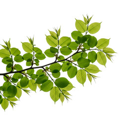 Fresh Green Beech Tree Leaves on Branch with Transparent Background isolated on a transparent background