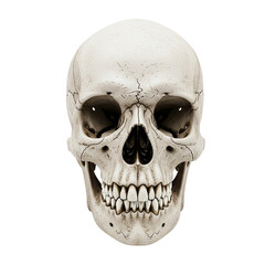 Human Skull with Detailed Cracks and Teeth skeleton isolated on a transparent background