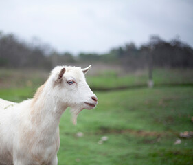Obraz premium white goat on a mountain filed 