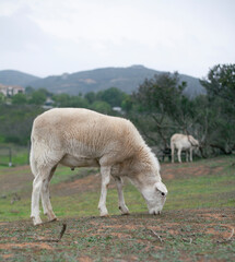 sheep grazing on hill