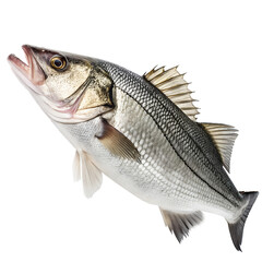 Fototapeta premium Fresh Sea Bass Isolated on Black Background