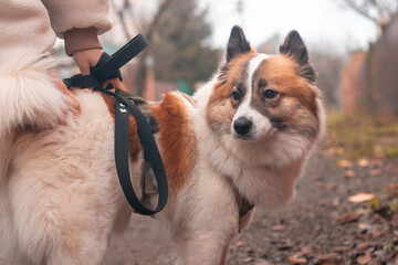 A Samoyed dog on a leash during the walk with his owner