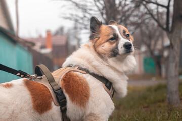 A Samoyed dog on a leash during the walk with his owner