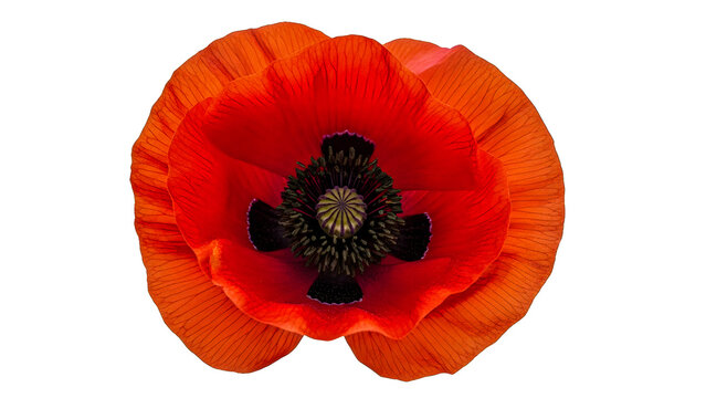 A vibrant red poppy flower captured from a top-down viewpoint showcasing its delicate petals and dark center