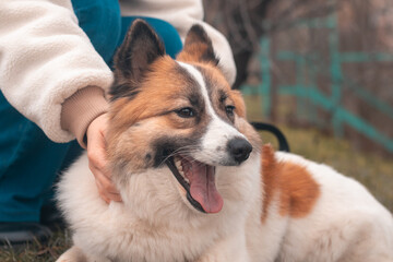 Friendship between dog and owner, young woman strokes her pet Samoyed Husky
