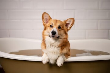 Adorable corgi in a bathtub looking curious.