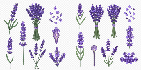Set of lavender flowers, bouquets, and individual sprigs in various forms for aromatherapy and decoration.