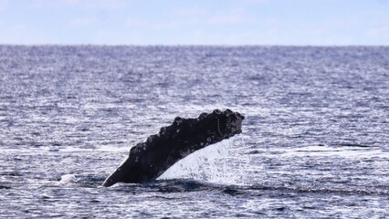 Fototapeta premium Maui, Hawai'i, USA