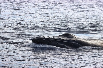 Fototapeta premium Maui, Hawai'i, USA
