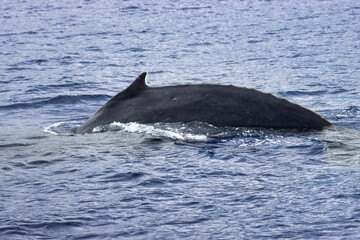 Fototapeta premium Maui, Hawai'i, USA
