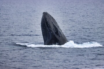 Fototapeta premium Maui, Hawai'i, USA