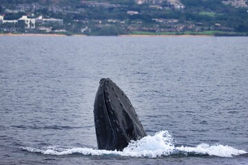 Fototapeta premium Maui, Hawai'i, USA