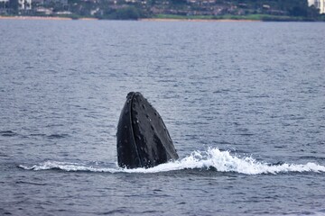 Fototapeta premium Maui, Hawai'i, USA