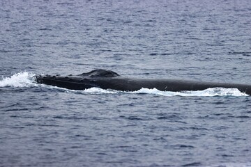 Fototapeta premium Maui, Hawai'i, USA