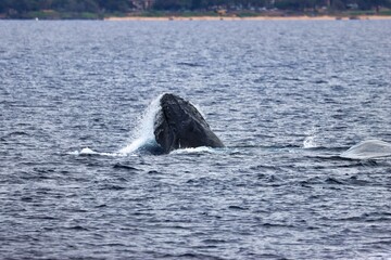 Fototapeta premium Maui, Hawai'i, USA