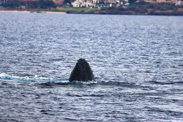 Fototapeta premium Maui, Hawai'i, USA