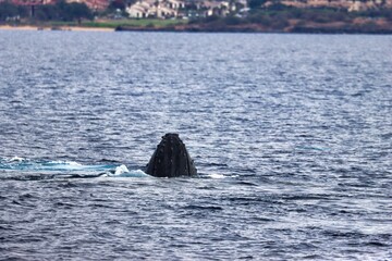 Fototapeta premium Maui, Hawai'i, USA