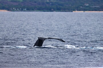 Fototapeta premium Maui, Hawai'i, USA