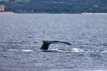 Fototapeta premium Maui, Hawai'i, USA