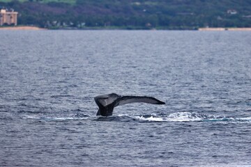Fototapeta premium Maui, Hawai'i, USA