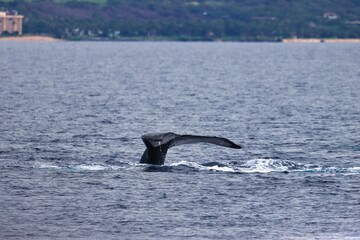 Fototapeta premium Maui, Hawai'i, USA