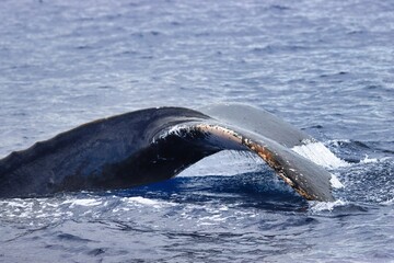 Obraz premium Maui, Hawai'i, USA