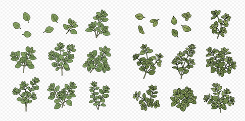 Set of fresh green oregano leaves and branches for cooking and seasoning.