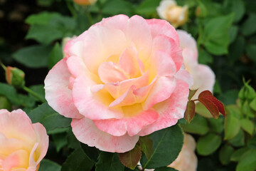Peach and cream bush rose, rosa &lsquo;Apricot Queen&rsquo; in flower.