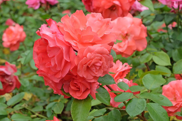 Fototapeta premium Orange and pink floribunda rose, rosa ‘Gebruder Grimm’ in flower.