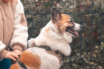 Hands of female owner stroking samoyed husky dog outsides in the autumn