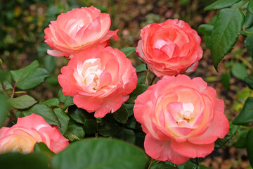 Pink and cream hybrid tea rose, rosa &lsquo;Nostalgia&rsquo; in flower.