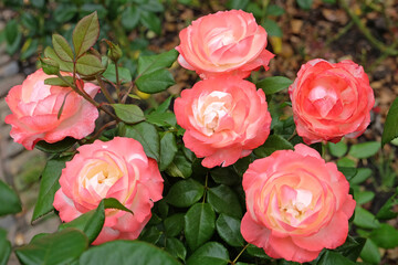 Pink and cream hybrid tea rose, rosa &lsquo;Nostalgia&rsquo; in flower.