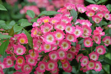 Pink and white Hybrid musk drift rose 'mozart', in flower © Alexandra